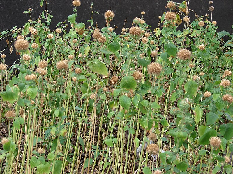 File:Starr 070221-4729 Leonotis nepetifolia.jpg