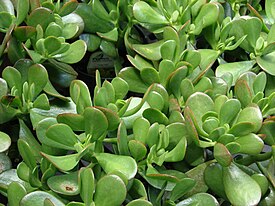 Rahapaunikon eli rahapuun (Crassula ovata) lehtiä.