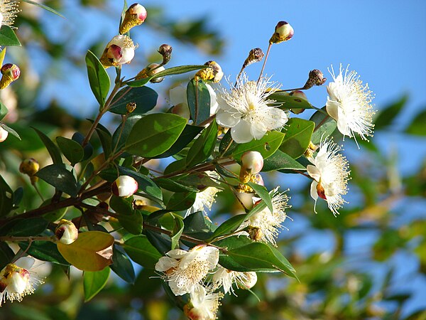 Image: Starr 080304 3229 Myrtus communis