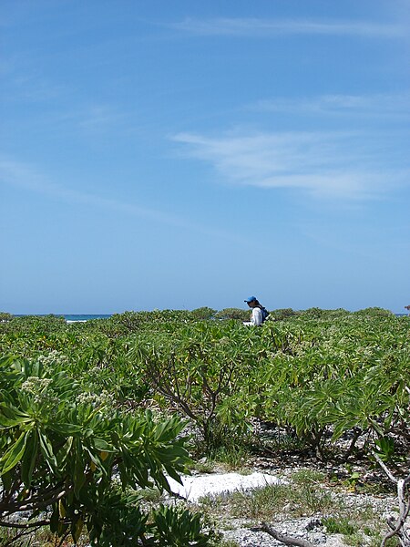 File:Starr 080603-5713 Tournefortia argentea.jpg