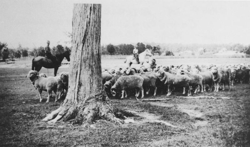 File:StateLibQld 1 294671 Sheep mustering at Chermside, ca. 1931.jpg