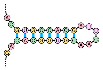 An example of an RNA stem-loop. If now a second RNA stem-loop has complementary base-sequence, the two loops can base pair resulting in a kissing loop. Stem-loop.svg
