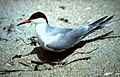 Common tern Sterna hirundo
