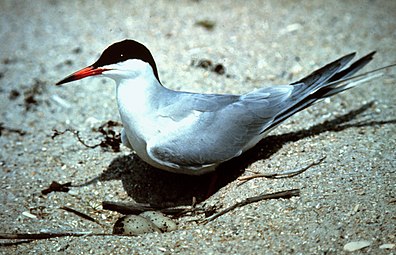 Sterne pierregarin (Sterna hirundo)