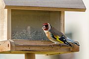 English: The European goldfinch (Carduelis carduelis) belongs to the family of finches. It is resident in western Europe, north Africa, central and west Asia, and parts of Sibiria. It was also "naturalized" in other parts of the world. Deutsch: Der Stieglitz (Carduelis carduelis) oder Distelfink gehört zur Familie der Finken und ist außer in Westeuropa und Mittelsibirien auch noch in Nordafrika, sowie West- und Zentralasien beheimatet. In andere Teile der Welt wurde er eingebürgert.