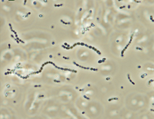Streptococcus iniae.png