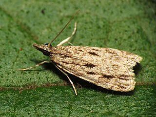 <i>Eudonia strigalis</i> Species of moth