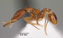 Strumigenys pliocera