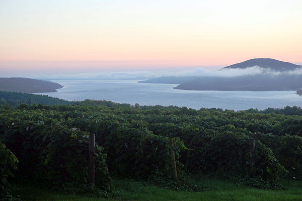 Sunrise overlooking a vineyard on Canandaigua Lake