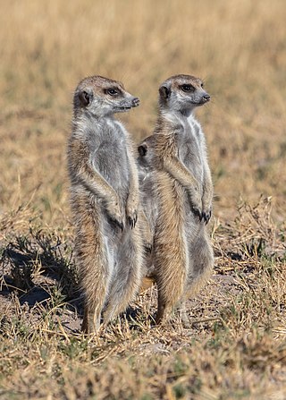 Suricatos (Suricata suricatta), parque nacional Makgadikgadi Pans, Botsuana, 2018-07-30, DD 18.jpg