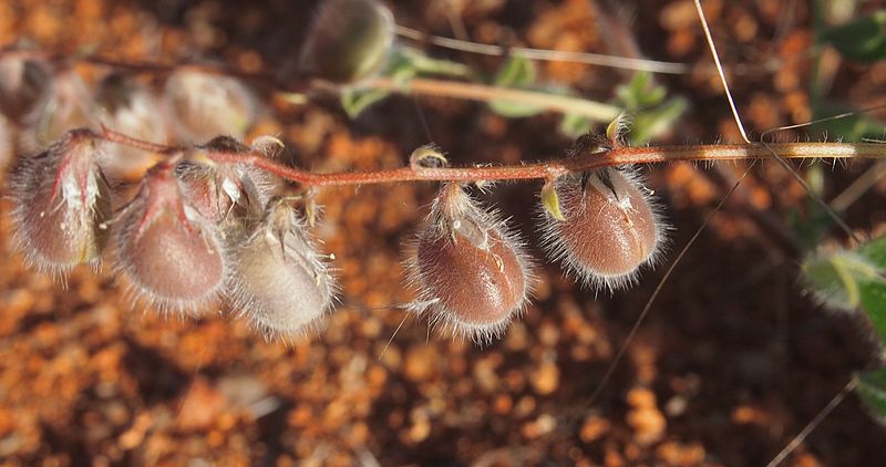 File:Swainsona villosa legume ii.jpg