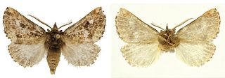 <i>Symmerista minaei</i> Species of moth