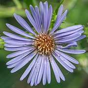 Symphyotrichum puniceum flower.jpg