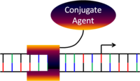 Synthetic polyamide conjugated to modifying agent Synthetic polyamide mechanism c.png