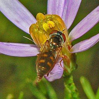 <i>Platycheirus scutatus</i> Species of fly