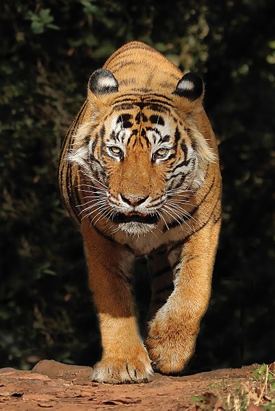 File:T24 aka Ustad Tiger.jpg