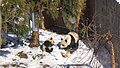 Panda Cub (Tai Shan) and mother (Mei Xiang)