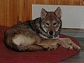 Tamaskan Dog