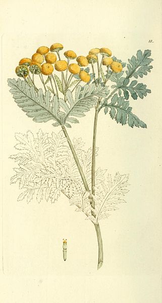 File:Tanacetum vulgare.jpg