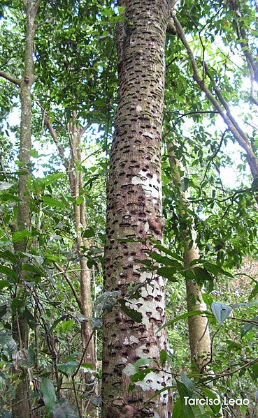 File:Tapirira guianensis, cupiúba, pau-pombo - Flickr - Tarciso Leão.jpg