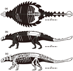 A diagram of the holotype (a and b) with a hypothetical complete skeleton (c) Tarchia tumanovae holotype skeletal.png