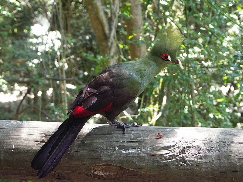 File:Tauraco persa (captive - Birds of Eden)2.jpg