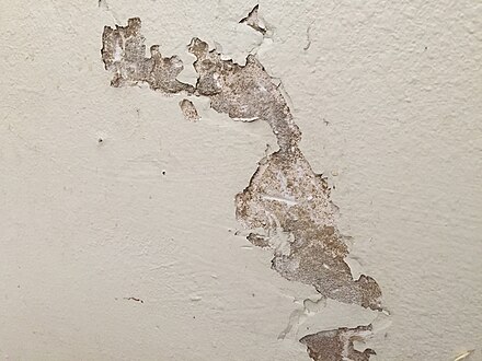 Drywall damage caused by termites eating the paper, causing the paint to crumble