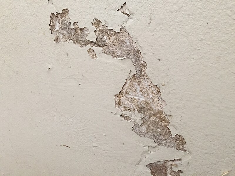 File:Termites eating drywall paper.jpg