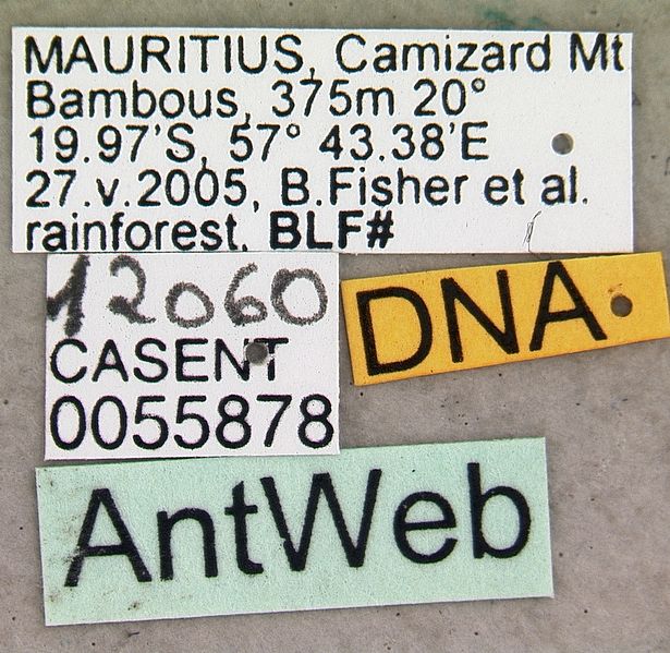 File:Tetramorium pacificum casent0055878 label 1.jpg