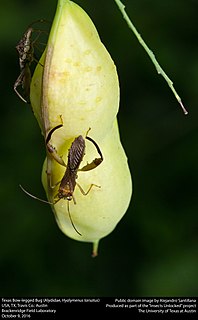 <i>Hyalymenus tarsatus</i> species of insect