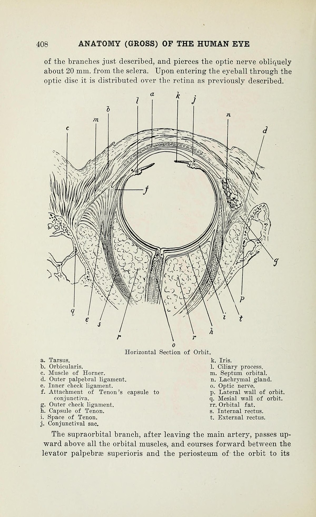 palpebral ligament