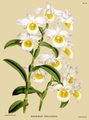 Dendrobium findlayanum Plate 92 in: R.Warner - B.S.Williams: The Orchid Album (1882-1897)