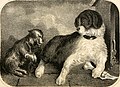The alphabetical drawing book, and pictorial history. (of quadrupeds (1847) (18106076372).jpg