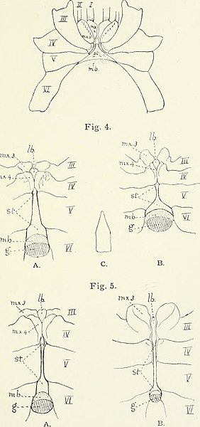 File:The annals and magazine of natural history - zoology, botany, and geology (1838) (14782691124).jpg