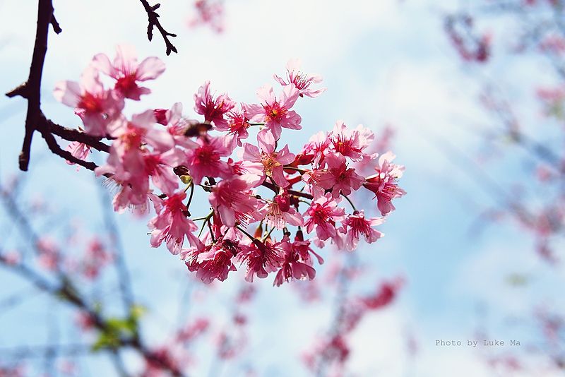 File:The blossoms, Taipei, Taiwan (8641551715).jpg