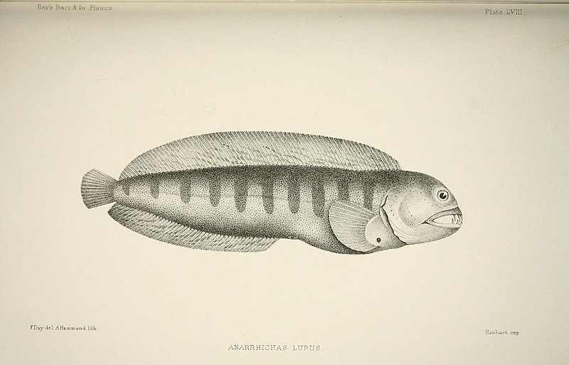 File:The fishes of Great Britain and Ireland (Plate LVIII) (6934988577).jpg