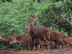 The sighting of a group of Bawean Deer (Axis kuhli) is an endemic fauna on Bawean Island. 01