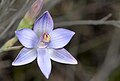 Thelymitra mucida