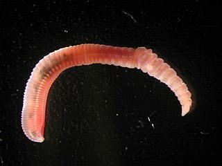 <i>Capitella teleta</i> Species of annelid