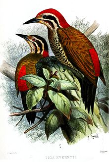 Spot-throated flameback httpsuploadwikimediaorgwikipediacommonsthu