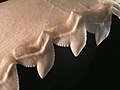Tiger shark teeth.jpg