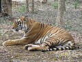 Tigers at Bannerghatta National Park