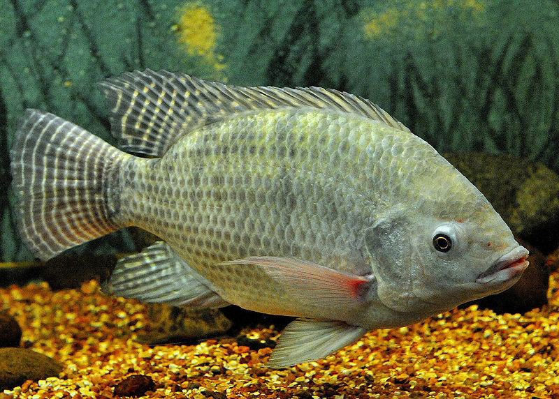 cichlids and tilapias media - Encyclopedia of Life