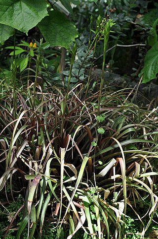 <i>Wallisia lindeniana</i> Species of plant
