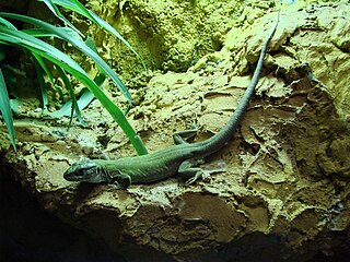 <i>Timon pater</i> Species of lizard