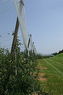 Obstbau bezeichnet den großfl