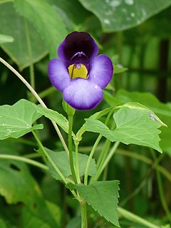 <i>Torenia</i> Genus of flowering plants