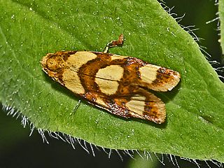 <i>Aethes decimana</i> Species of moth