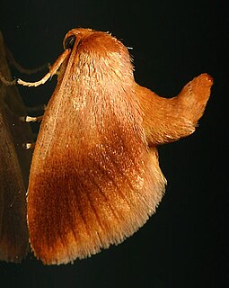 <i>Tortricidia testacea</i> Species of moth