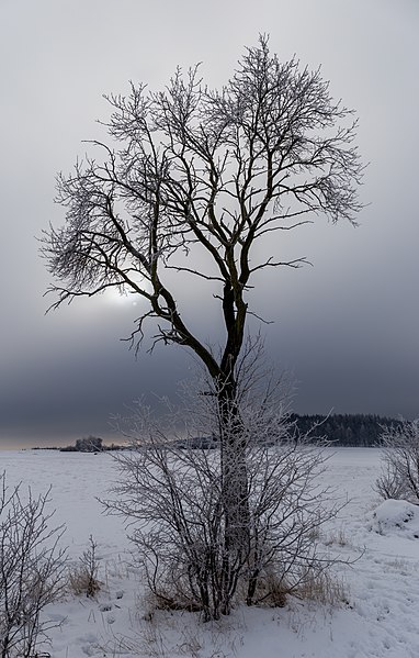 File:Tree along the road close to Lažánky, Czechia.jpg